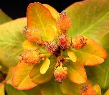 Image of cushion spurge