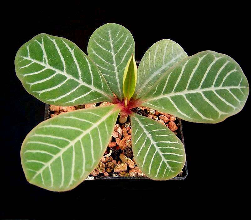 Euphorbia leuconeura Boiss. resmi