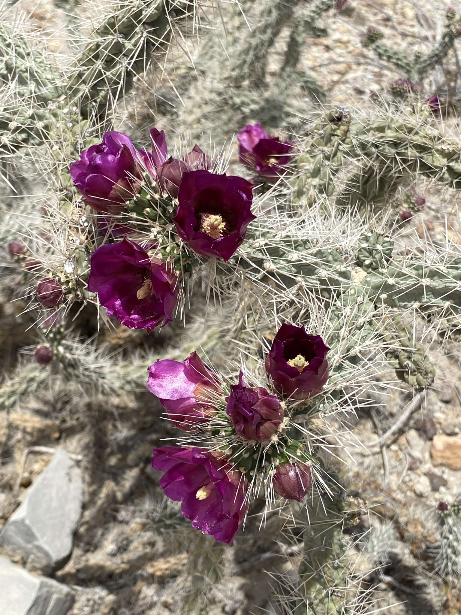 Image of tree cholla