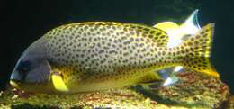 Image of Black-spotted grunt