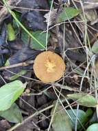 Image of Conocybe filaris (Fr.) Kühner 1935