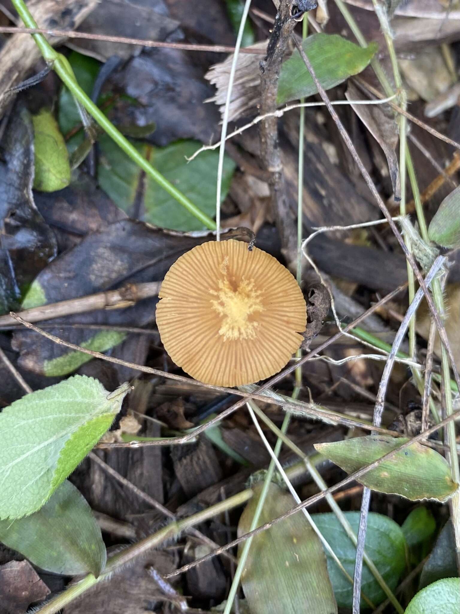 Image of Conocybe filaris (Fr.) Kühner 1935