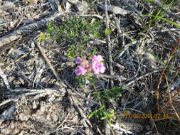 Imagem de <i>Indigofera <i>angustifolia</i></i> var. angustifolia