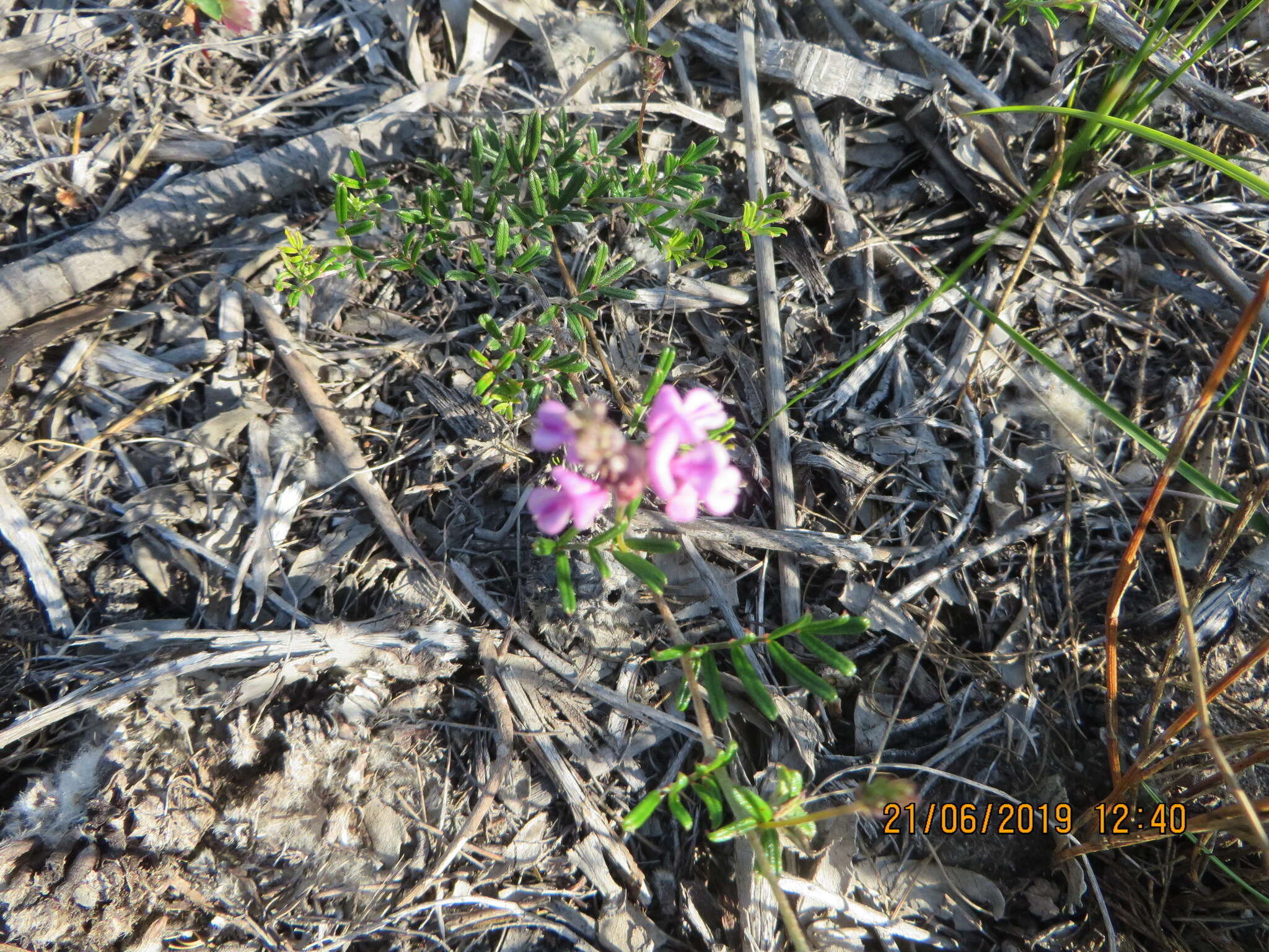 Imagem de <i>Indigofera <i>angustifolia</i></i> var. angustifolia