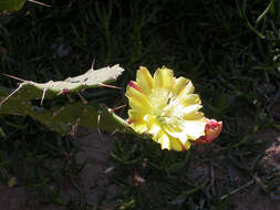 Image of Common Pricklypear