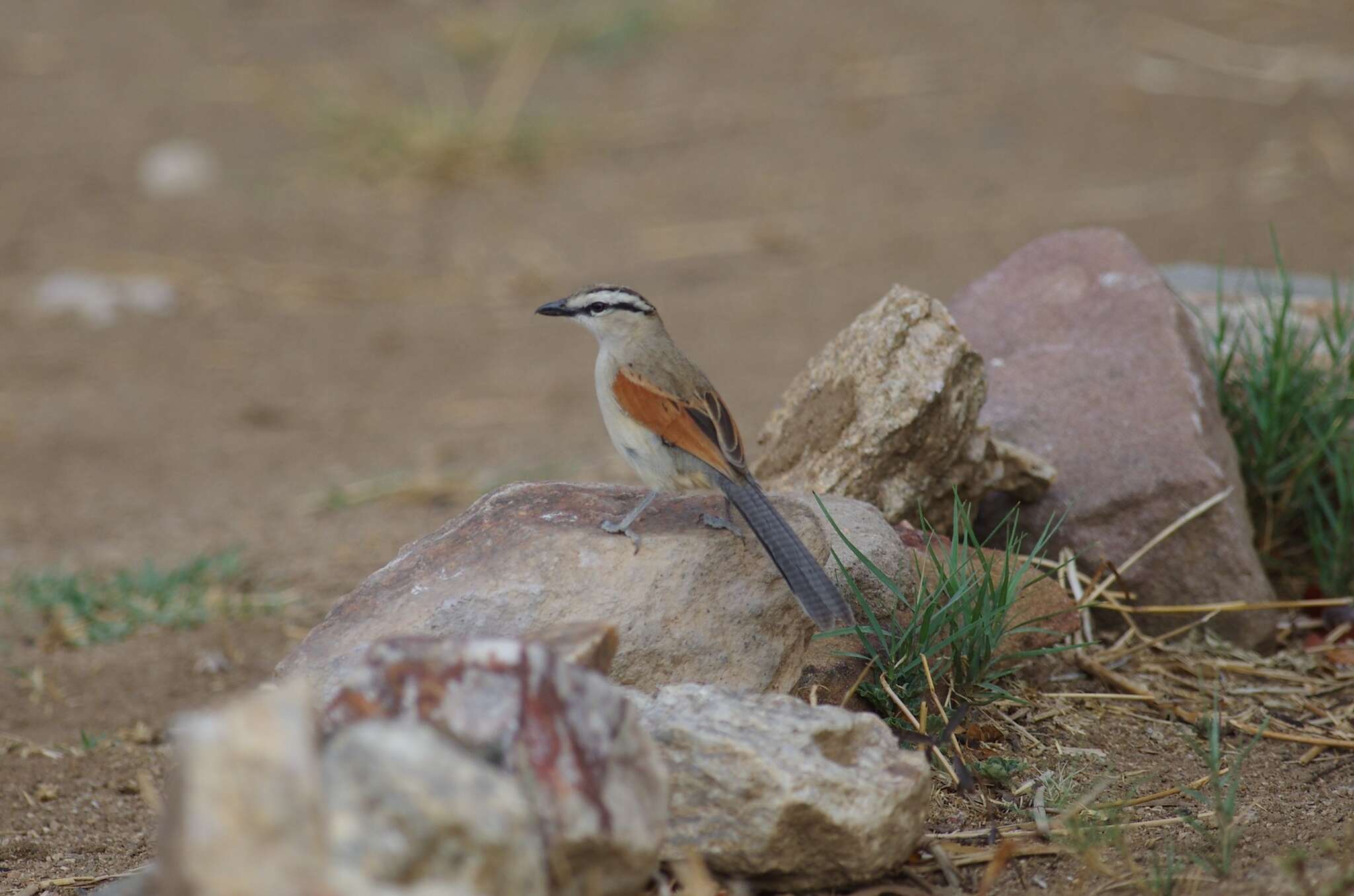 Image of Brown-crowned Tchagra