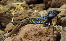 Image of Gallot's Lizard