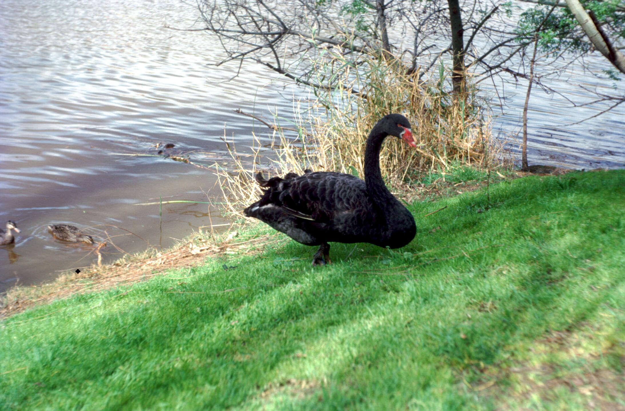 Image of Black Swan