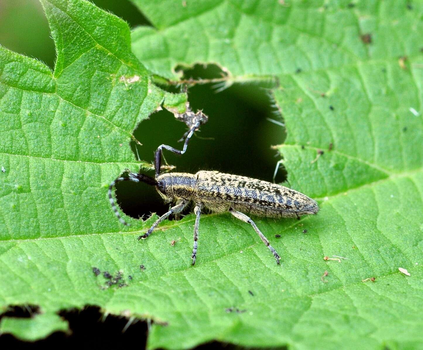 Image of Agapanthia (Epoptes) villosoviridescens (Degeer 1775)