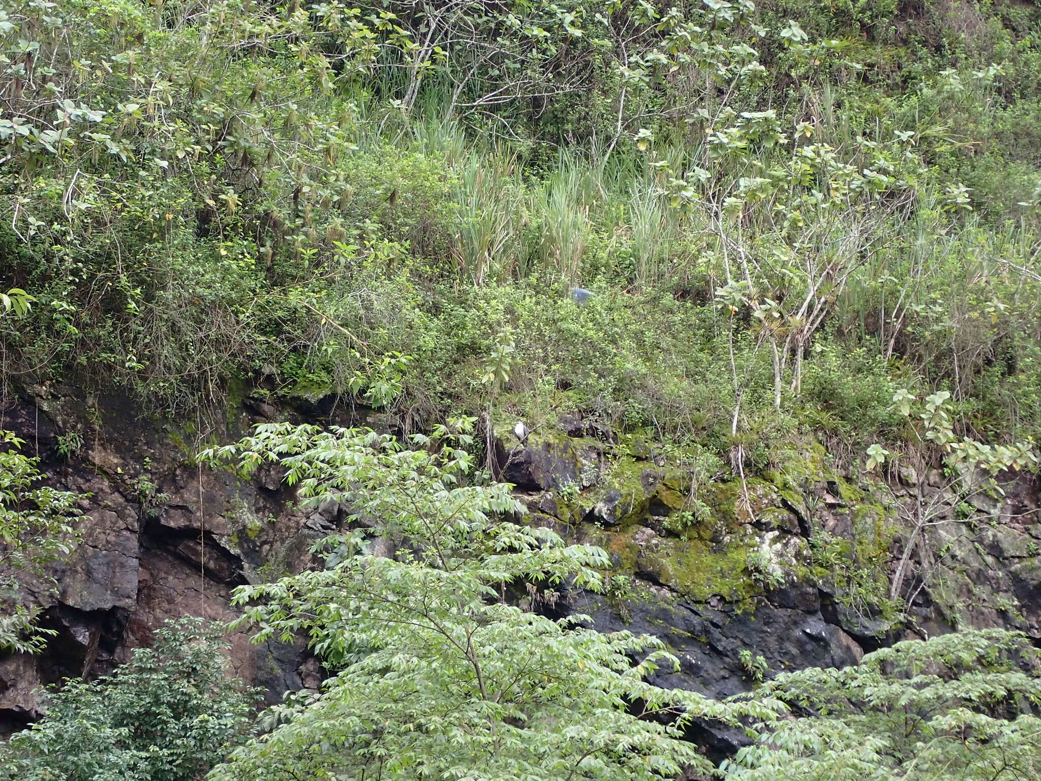 Sivun ecuadorinvalkohaukka kuva