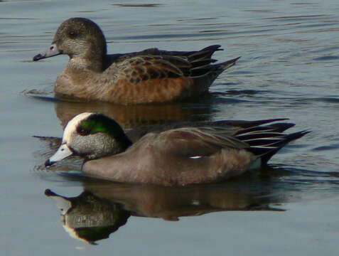 Image of American Wigeon