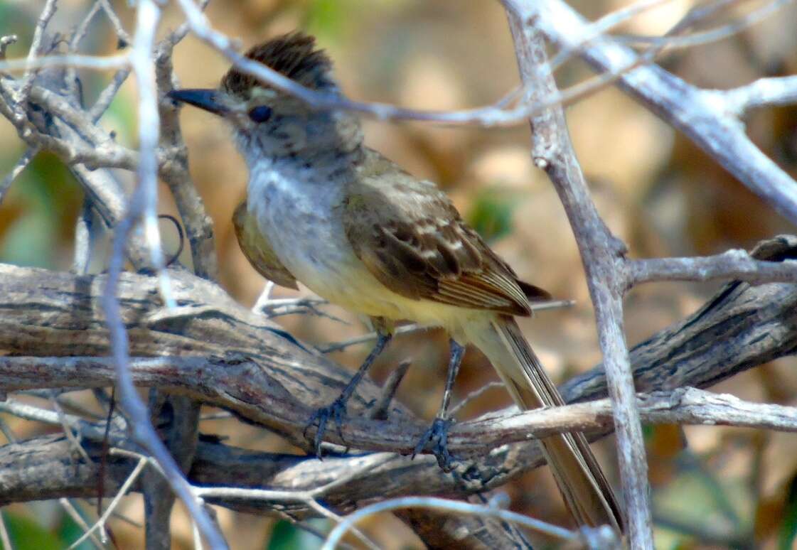 Image of Brown-crested Flycatcher