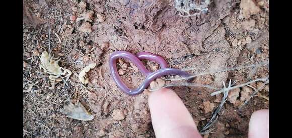 Image of Delalande's Beaked Blind Snake