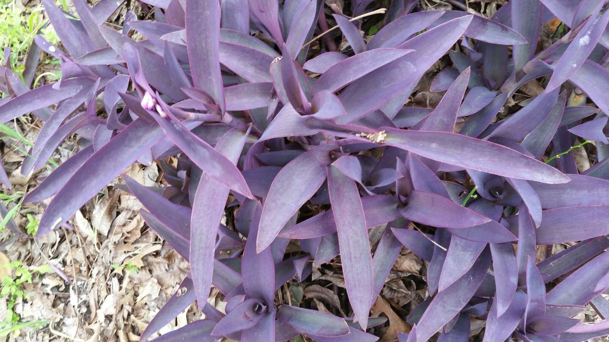 Слика од Tradescantia pallida (Rose) D. R. Hunt