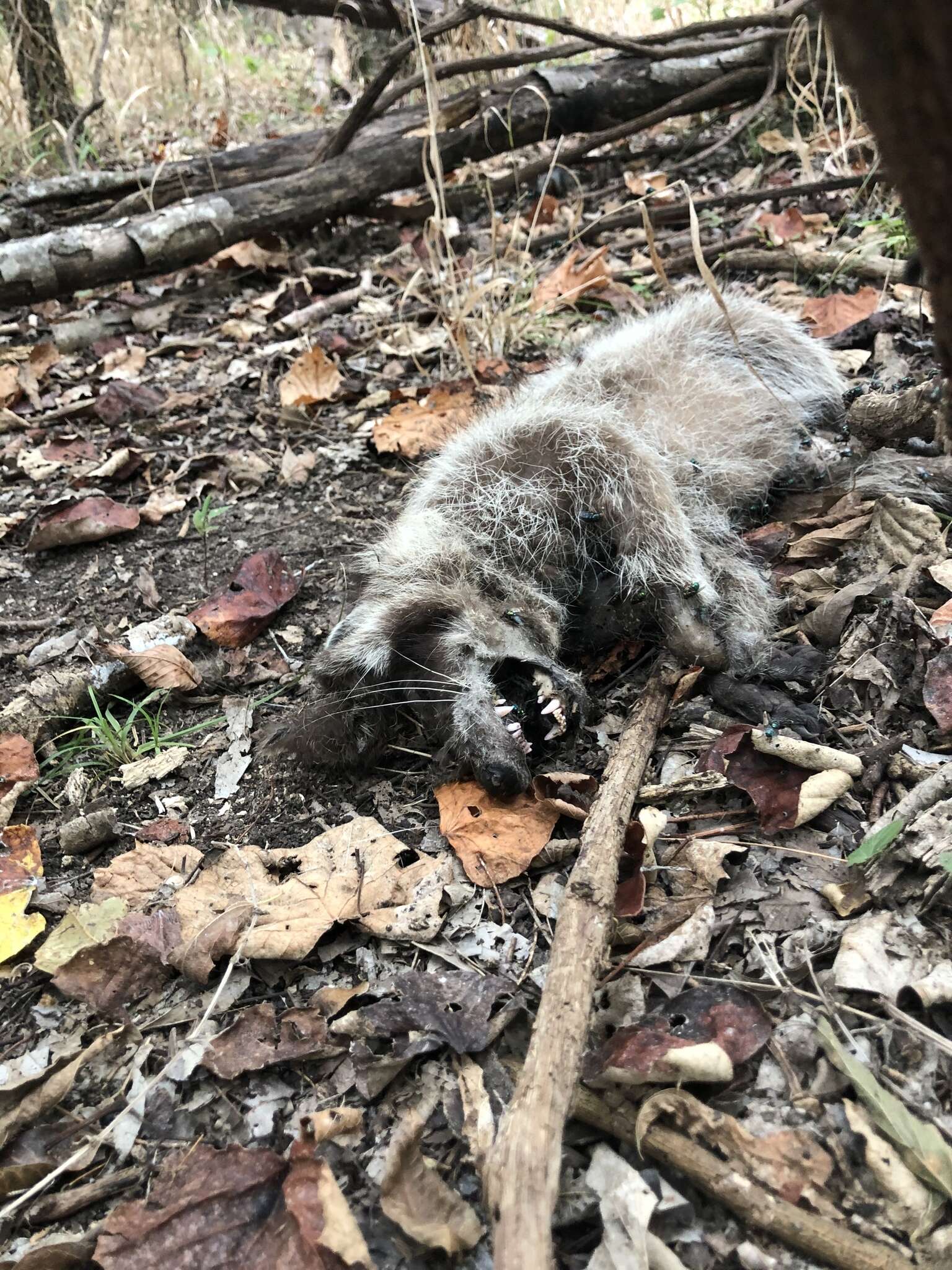 Image of Texas Raccoon