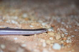 Image of Pale-headed Blind Snake