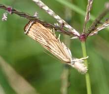 صورة Agriphila ruricolellus Zeller 1863