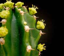 Image of Euphorbia royleana Boiss.