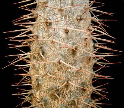 Image of Pachypodium lamerei Drake