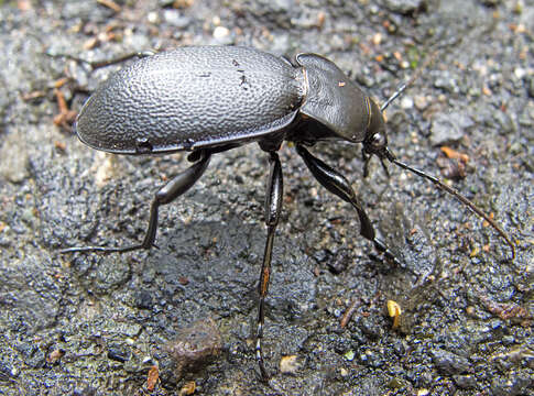 Image of Carabus (Procrustes) coriaceus Linnaeus 1758