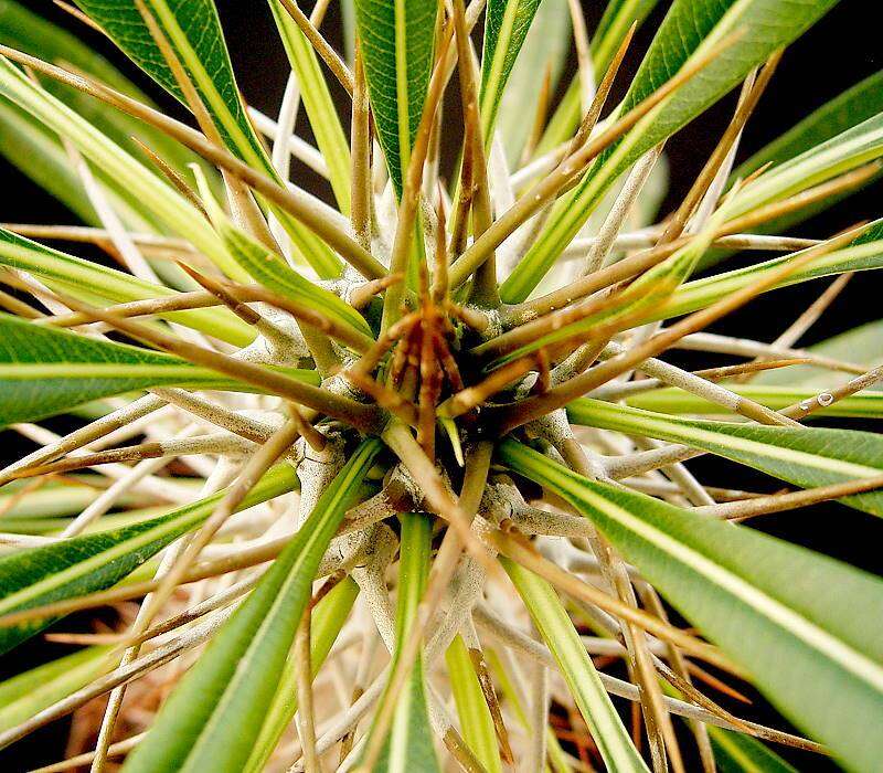 Image of Pachypodium lamerei Drake