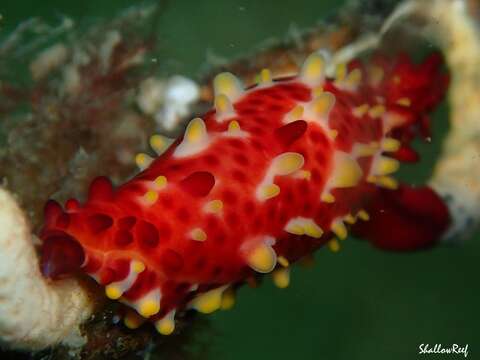 Image of Iredale's Spindle Cowrie