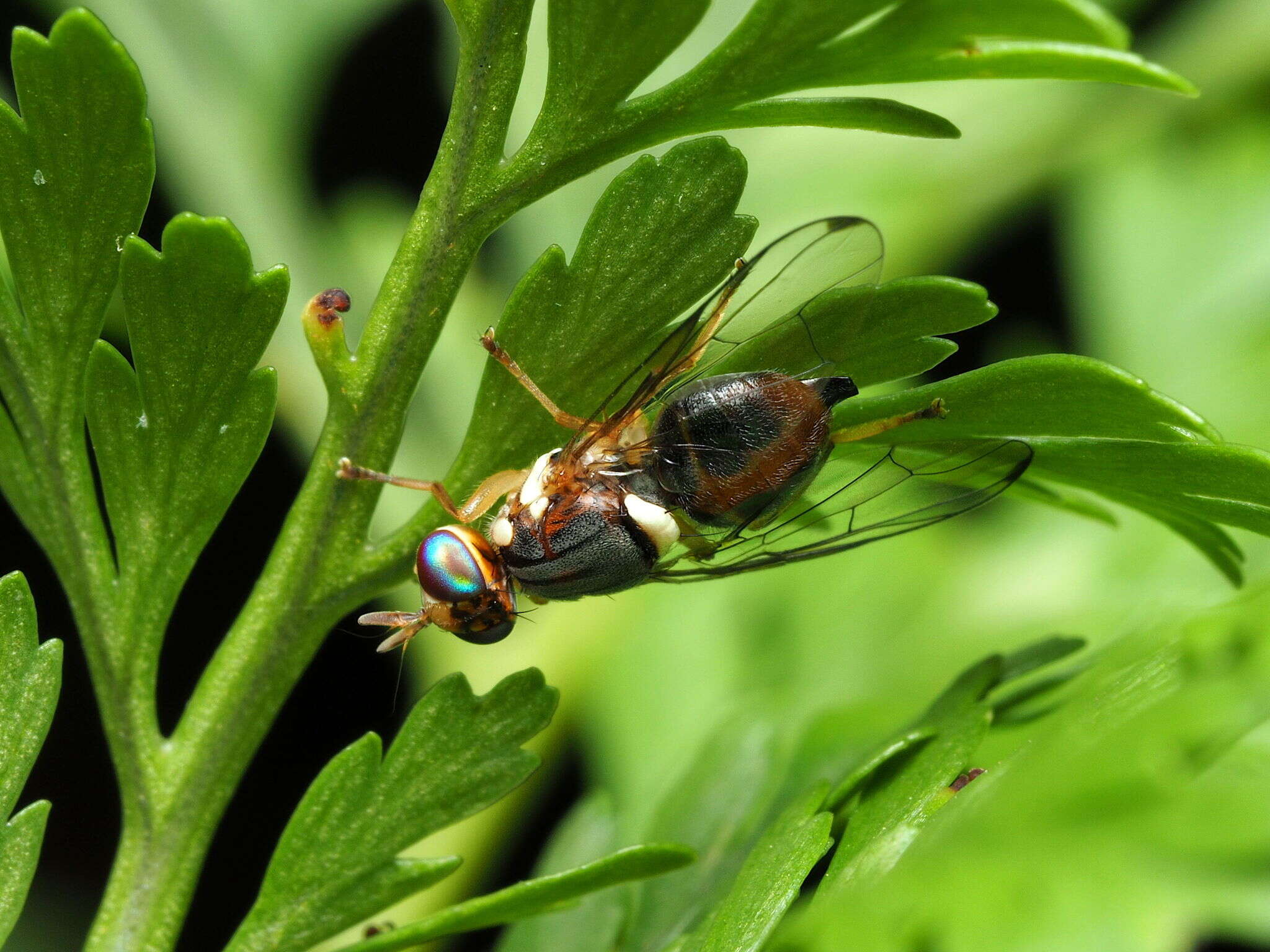 Image of Olive Fruit Fly