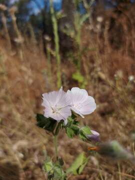 Imagem de Malva hispanica L.