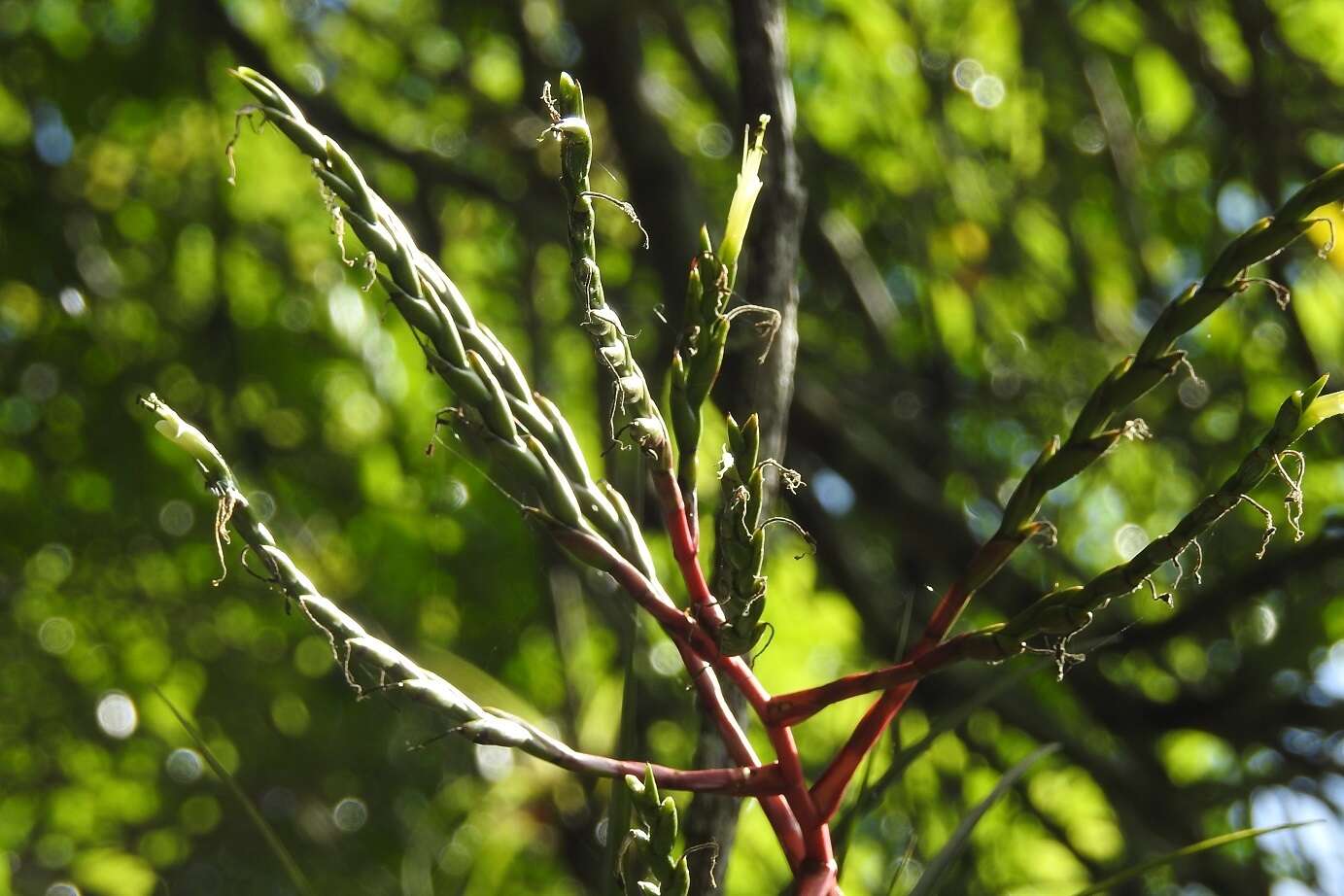 Image of Tillandsia elusiva Pinzón, I. Ramírez & Carnevali