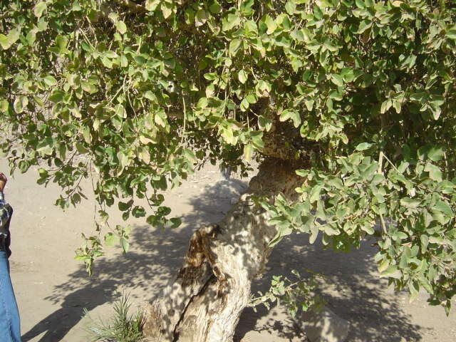 Imagem de Ficus sycomorus L.