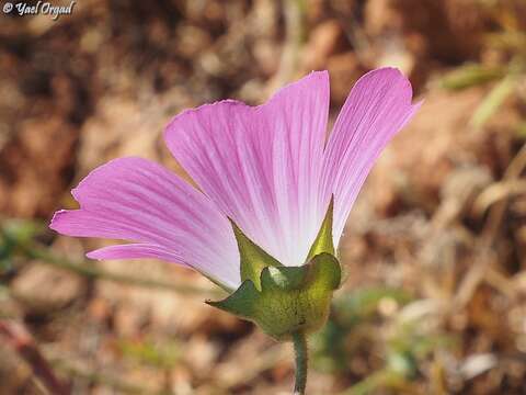 Image of Malva punctata (All.) Alef.