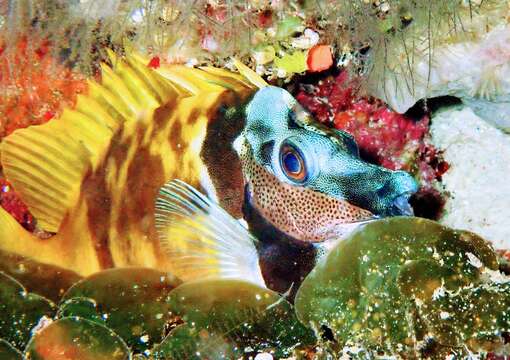 Image of Foxface rabbitfish