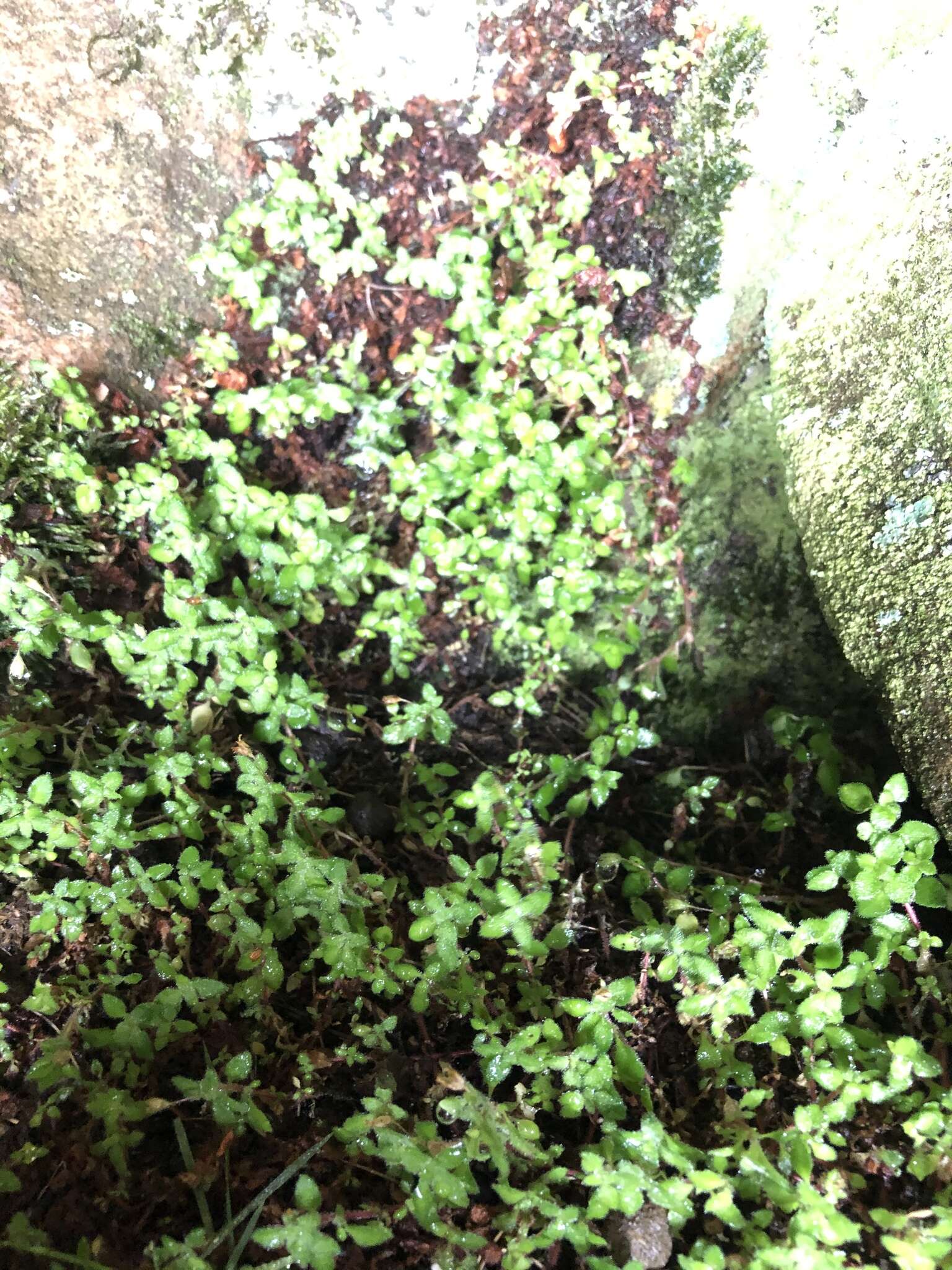 Image of Crassula peculiaris (Tölken) Tölken & Wickens