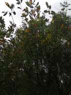 Слика од Quercus canariensis Willd.
