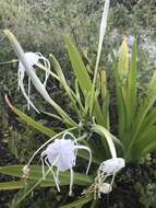 Image of perfumed spiderlily