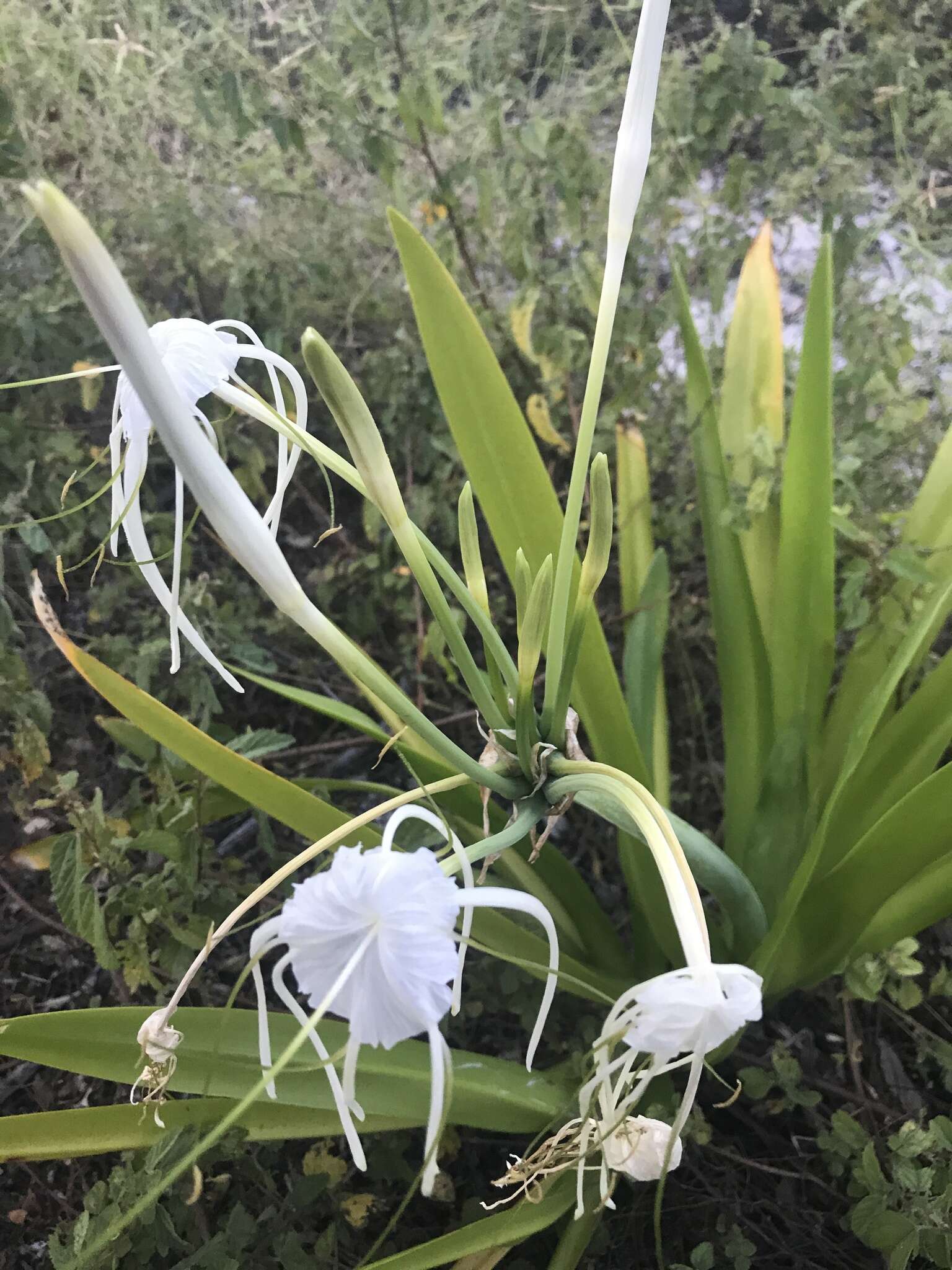 Image of perfumed spiderlily