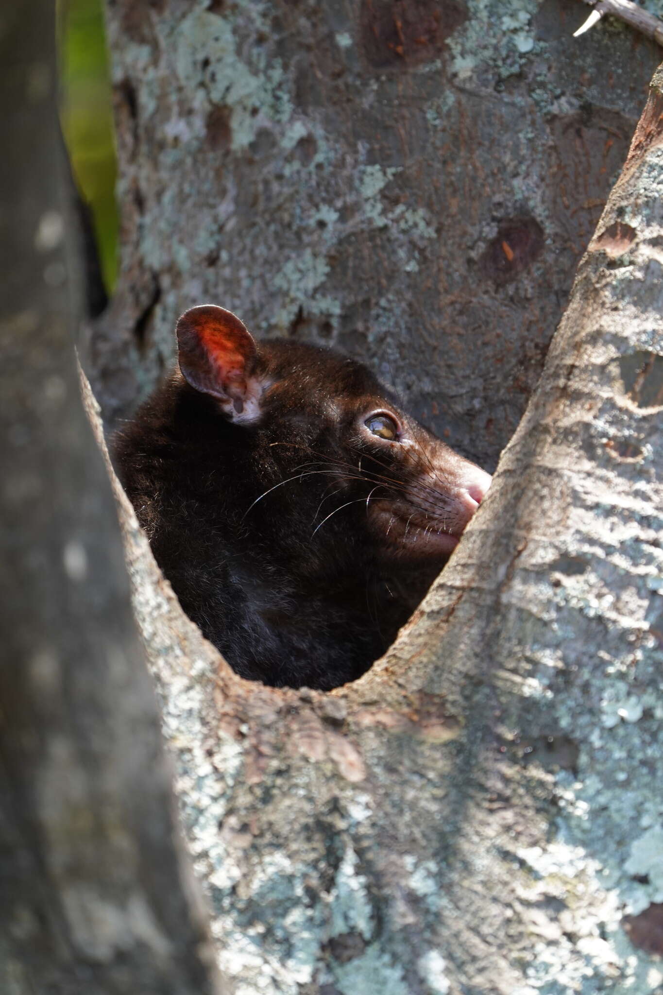 Image of Mountain Brushtail Possum