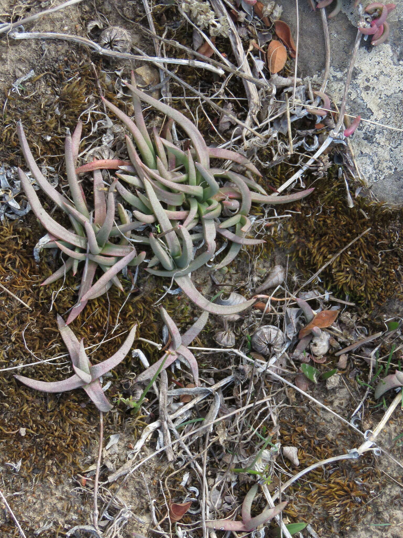 Image of Cephalophyllum parviflorum L. Bol.