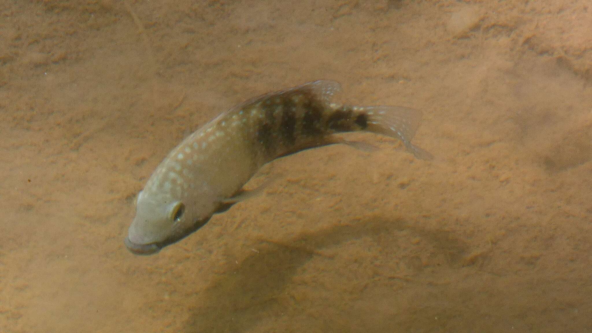 Image of Lowland cichlid