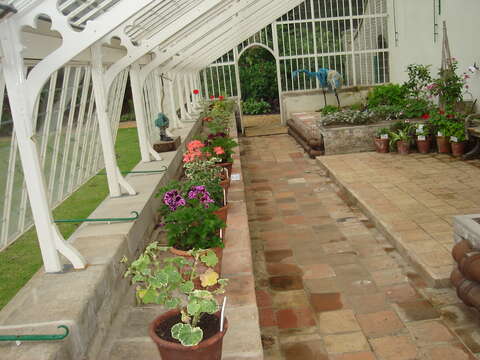 Imagem de Pelargonium hortorum Bailey