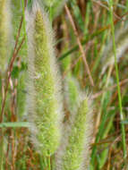 Image de Polypogon de Montpellier