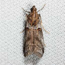 Acrobasis comptella Ragonot 1887 resmi