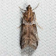 Image of Acrobasis comptella Ragonot 1887