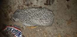 Image of Algerian Hedgehog