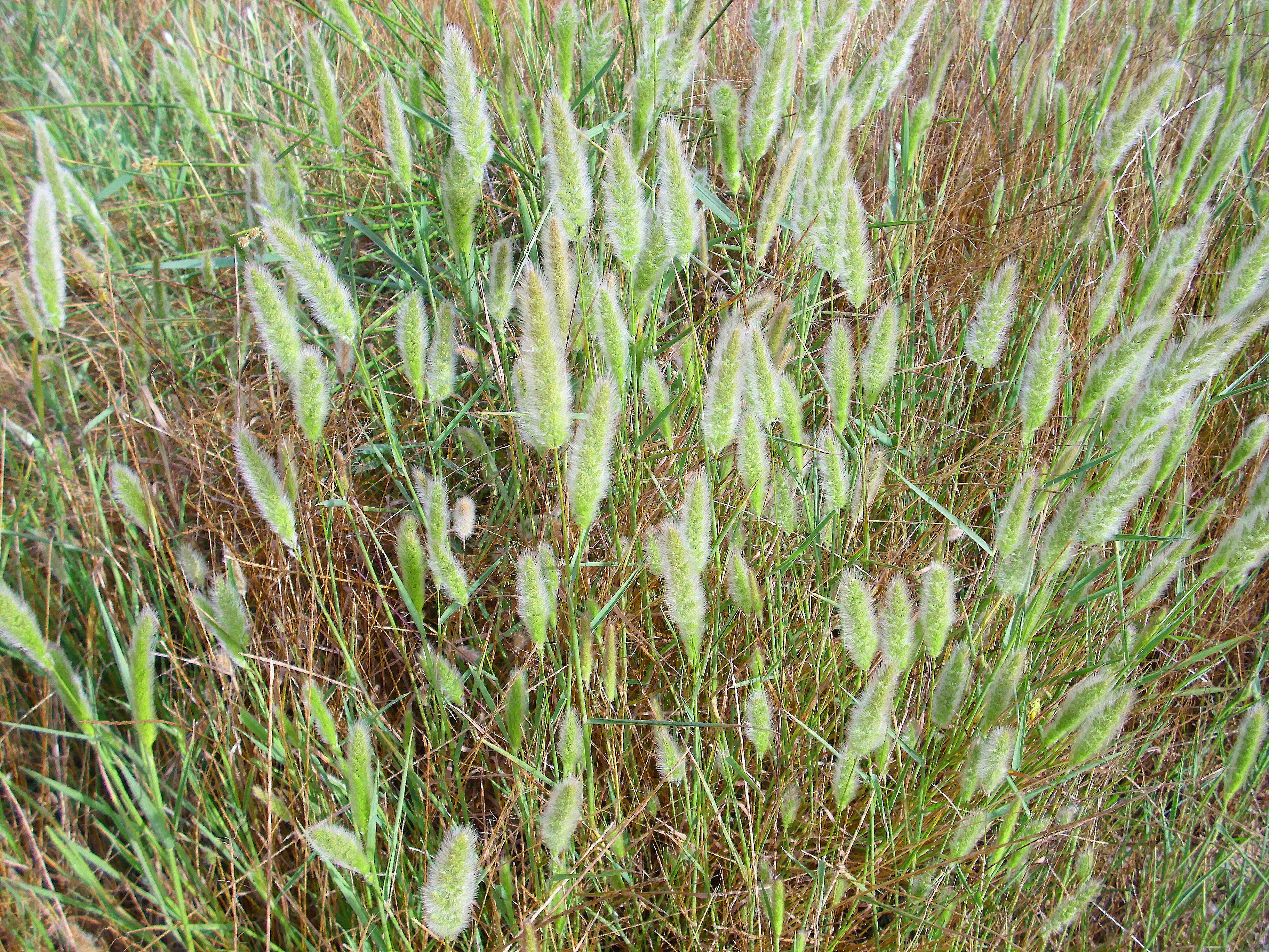 Image de Polypogon de Montpellier