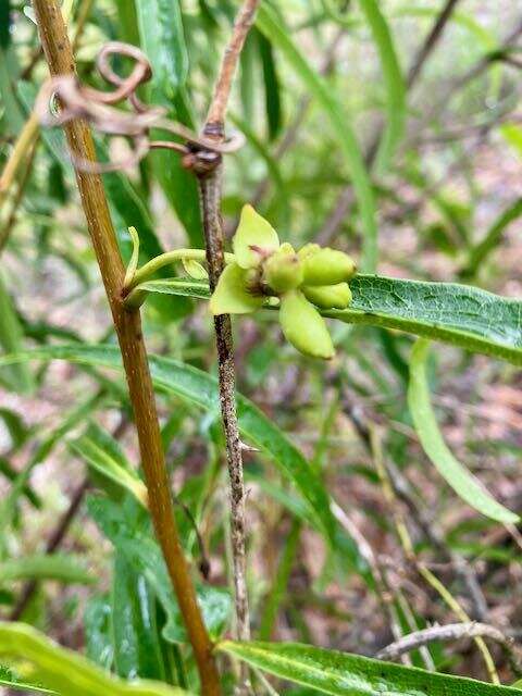 Image of Manasota Pawpaw