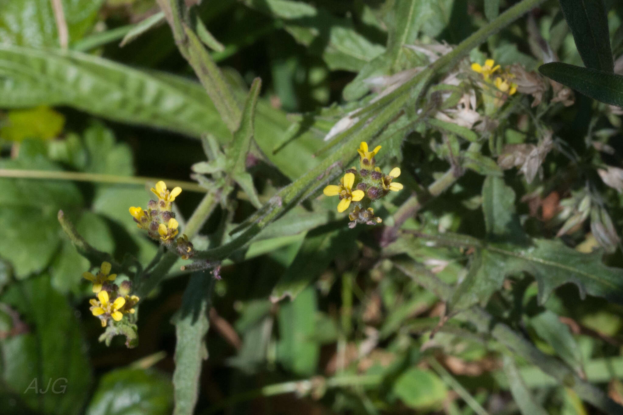 Imagem de Sisymbrium officinale (L.) Scop.