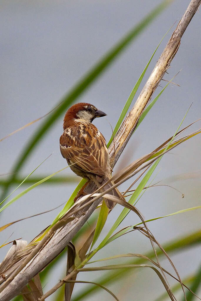 Image of Italian Sparrow