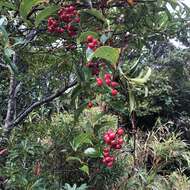 Image of Smilax china var. china