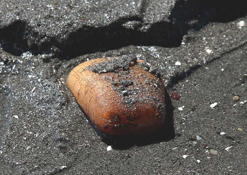 Image of Pacific Geoduck